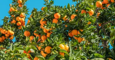 Миру грозит дефицит апельсинов