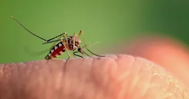 Ученые выяснили, почему комары кусают одних людей чаще других
