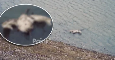 Cauza morții păsărilor de pe Nistru a fost gripa aviară