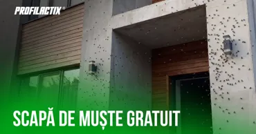 Profilactix: Scapă de muște gratuit Ⓟ