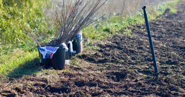 Pădurea-fantomă de la Stețcani: Peste 1.100 de copaci plantați au dispărut