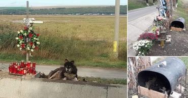 Собака в течение двух недель не покидает место гибели молодого человека.