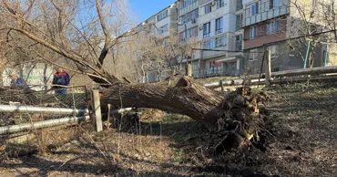 В Кишиневе дерево рухнуло на теплотрассу: лицей и несколько домов остались без тепла