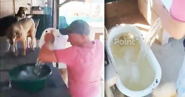 В приюте для бездомных собак в Кишиневе приняли дополнительные меры из-за жары