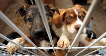 Lipsă de evidență unificată pentru animalele de companie: Va fi creat un registru național