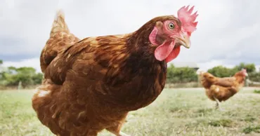 Ouăle de găină au ajuns cu 21% mai costisitoare