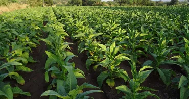 Tutunul pierde teren în R. Moldova: Suprafața cultivată s-a redus de 60 de ori