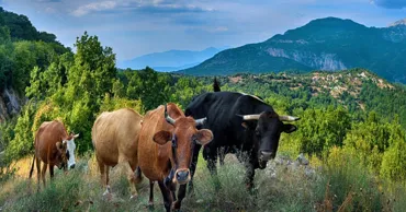 „Vaci imaginare” și subvenții UE: Scandal uriaș în agricultura din Grecia