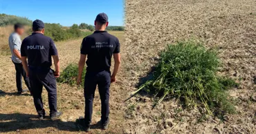 Peste 230 de plante de cânepă, depistate în raionul Hâncești și nimicite