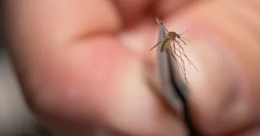 O tânără de 22 de ani din Vaslui, diagnosticată cu virusul West Nile
