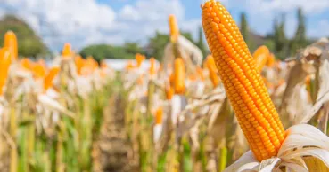 Paradoxul agricol: Ucraina trimite marfa prin Moldova, dar cumpără porumb moldovenesc