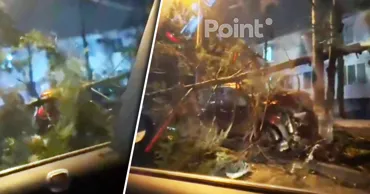 В Кишиневе на Чеканах пьяный водитель снес дерево