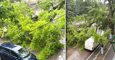 Крупное дерево упало на улице Мелестиу в Кишиневе