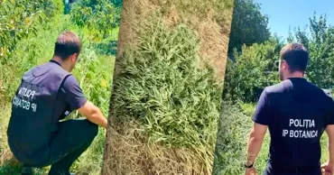 Verificări în Chișinău: Plante de cânepă, depistate în sectoarele Botanica și Râșcani