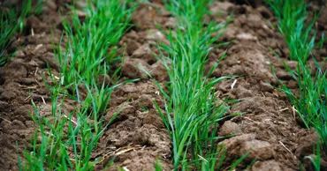 Озимые пережили зиму неплохо, но энергокризис может всё испортить