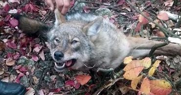 Это был молодой хищник, ему было не больше двух лет.