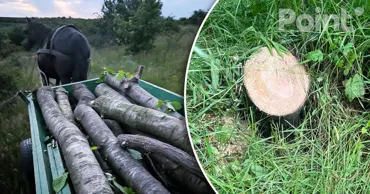 Zeci de arbori, tăiați ilegal în nordul Moldovei