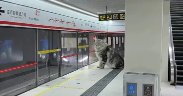 Un blogger-inginer chinez a construit un metrou pentru pisici