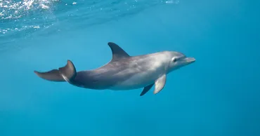 Aproape 100 de delfini au eșuat pe litoralul românesc de la începutul anului