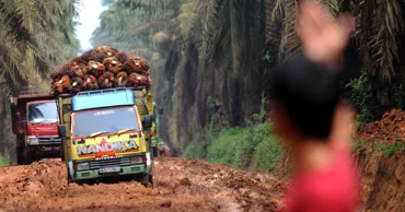 Индонезия прекратит импорт дизтоплива и перейдет на пальмовое масло