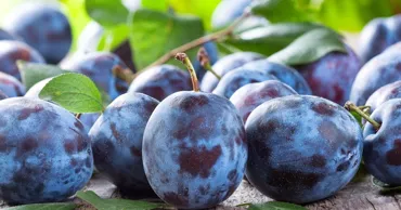 O antreprenoare din R. Moldova exportă prune în UE: Investește în tehnologii moderne