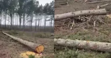 Zeci de copaci tineri, tăiați pe traseul Chișinău—Criuleni