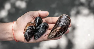 Мидии могут исчезнуть в Средиземном море к 2050 году