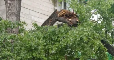 В Кишинёве участились случаи падения деревьев после проливных дождей