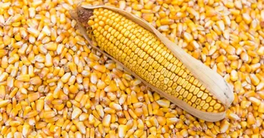 Экспорт молдавской кукурузы вырос на 24% в конце аграрного сезона