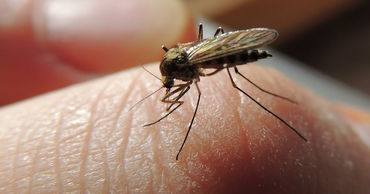 В Италии нашли «корейских» комаров – переносчиков опасного вируса.