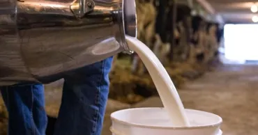 Producția de lapte în fermele din Moldova a crescut cu peste 22%