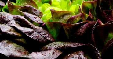 O proteină cheie din carne a fost crescută în salata verde pentru prima dată