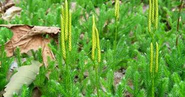 Ученые выяснили, каким образом растения выжили в «аду» после массового вымирания