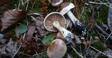 Биологи: Cреди грибов информация распространяется, как сплетни у людей