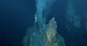 В Тихом океане нашли 24 новых глубоководных вида и открыли отдельную ветвь эволюции