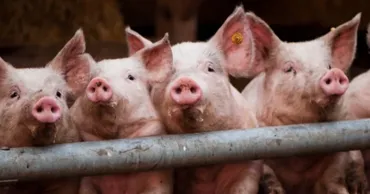 În raionul Leova a fost impusă carantină din cauza pestei porcine africane