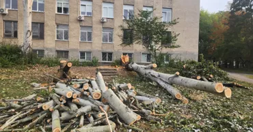 Жители Рышкановки заявили о вырубке 171 дерева из-за реконструкции школьного стадиона