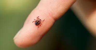 Circa 250 de persoane s-au infectat în 2024 cu Boala Lyme, după ce au fost mușcate de căpușe