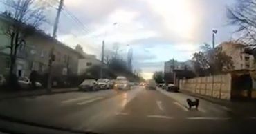 В румынском городе засняли собаку, соблюдающую ПДД.
