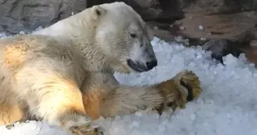 Amendă de mii de euro pentru un pasager care a trezit un urs polar în Arctica