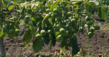 Прогноз по урожаю грецкого ореха в Молдове улучшен. Фото: east-fruit.com.