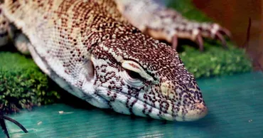 В Италии обнаружен серпентарий: использовали рептилий для запугивания жертв