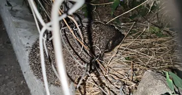 Un arici, salvat de pompieri după ce a rămas prins într-un gard la Dubăsari