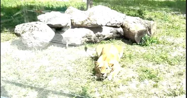 Leii de la Grădina Zoologică din Chișinău pot fi admirați printr-un perete de sticlă