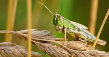 Ministerul Agriculturii: Risc crescut de invazie de lăcuste. Fermierii sunt îndemnați să anunțe autoritățile