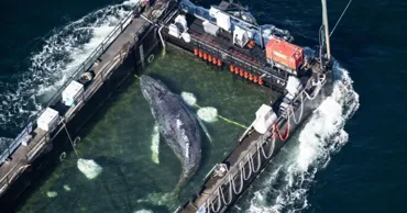 В Германии завершили операцию по спасению горбатого кита