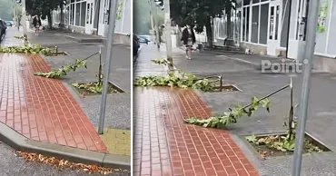 В Бельцах вандалы сломали молодые деревья