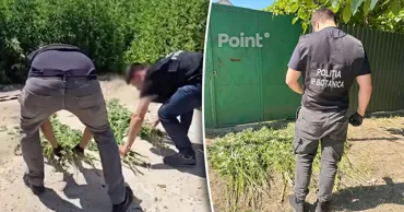 Cinci cazuri de cultivare ilegală a plantelor cu conținut narcotic, depistate în Capitală