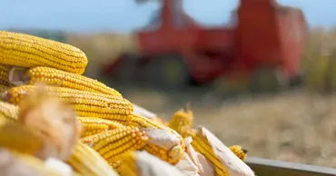 В Молдове и Украине еще не собран весь урожай-2025 кукурузы