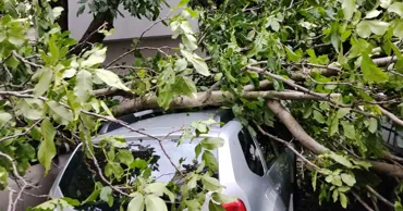 Непогода в Унгенах: около 100 поваленных деревьев и шесть поврежденных автомобилей